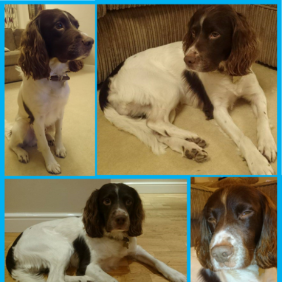 Charlie-montage-e1485975860369-550x550_t