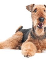airedale-terrier-2-150x200_t