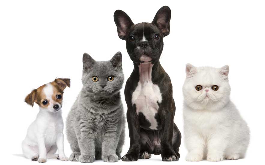 dog31