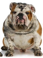 medium-dog-150x200_t