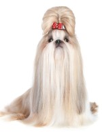 shih-tzu-150x200_t