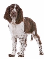springer-150x200_t